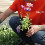 Flowers for 11 cents, lavender for 1 euro, maples for 3 euros: a discount garden center arrives in France