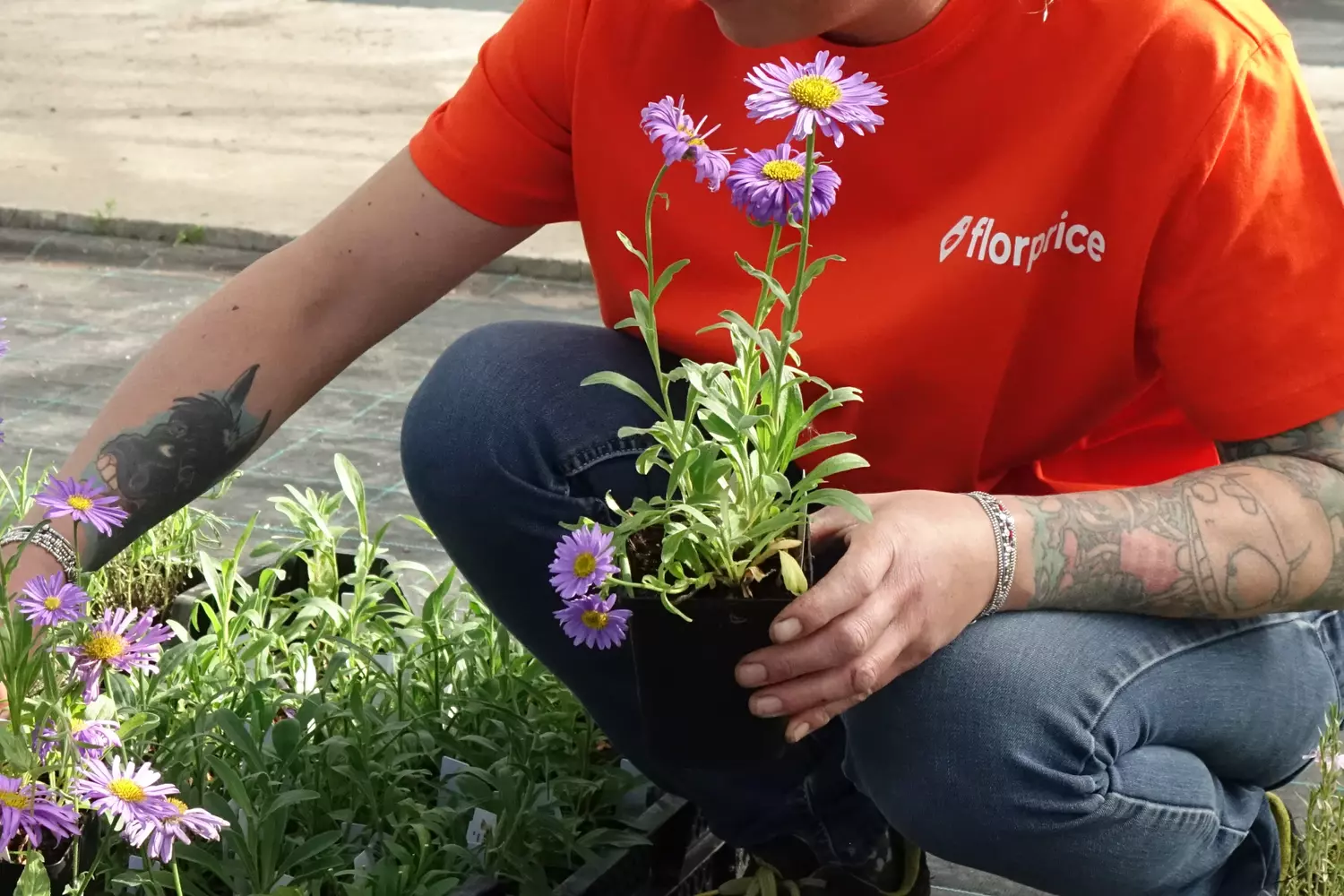 Flowers for 11 cents, lavender for 1 euro, maples for 3 euros: a discount garden center arrives in France