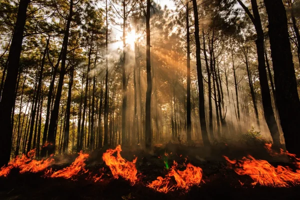 Sébastien Lecornu gives up his vacation to manage the crisis of "mega-fires"