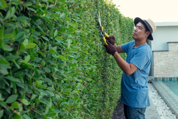 Trimming your hedge now can cost you 750 euros in fines: here is the date when to do it
